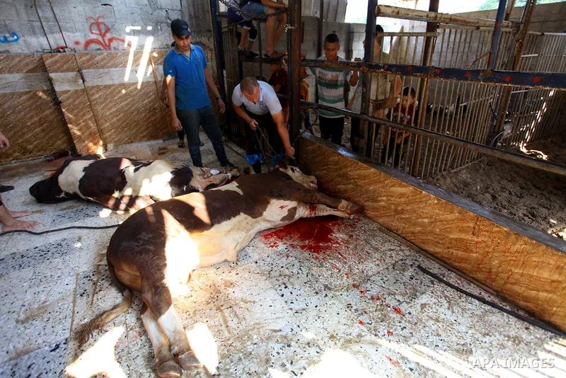 Palestinian Muslims sacrifice livestock as part of the commemoration for the first day of Eid al-Adha or feast of the sacrifice, in Gaza city on August 21, 2018. Muslims around the world are celebrating Eid al-Adha, the...