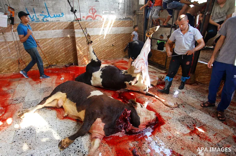 Palestinian Muslims sacrifice livestock as part of the commemoration for the first day of Eid al-Adha or feast of the sacrifice, in Gaza city on August 21, 2018. Muslims around the world are celebrating Eid al-Adha, the...