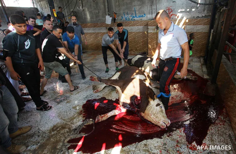 Palestinian Muslims sacrifice livestock as part of the commemoration for the first day of Eid al-Adha or feast of the sacrifice, in Gaza city on August 21, 2018. Muslims around the world are celebrating Eid al-Adha, the...