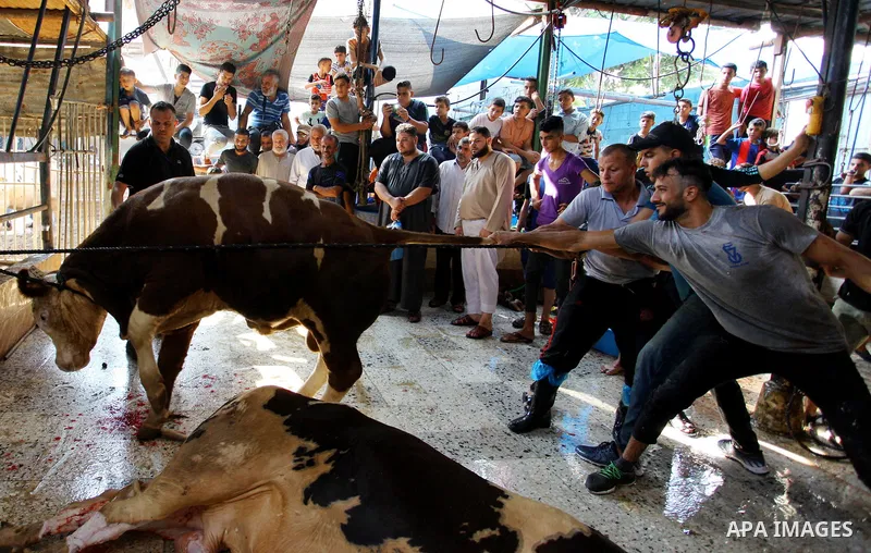 Palestinian Muslims sacrifice livestock as part of the commemoration for the first day of Eid al-Adha or feast of the sacrifice, in Gaza city on August 21, 2018. Muslims around the world are celebrating Eid al-Adha, the...