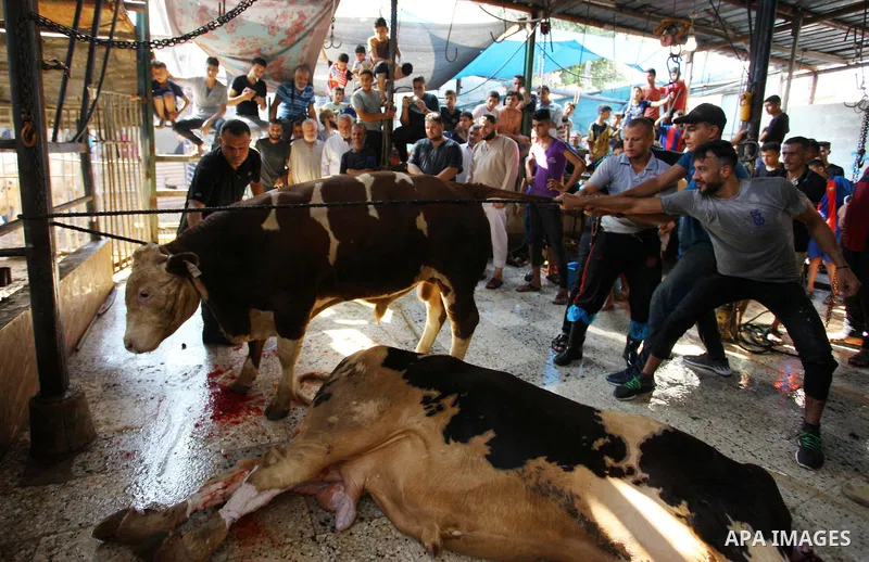 Palestinian Muslims sacrifice livestock as part of the commemoration for the first day of Eid al-Adha or feast of the sacrifice, in Gaza city on August 21, 2018. Muslims around the world are celebrating Eid al-Adha, the...