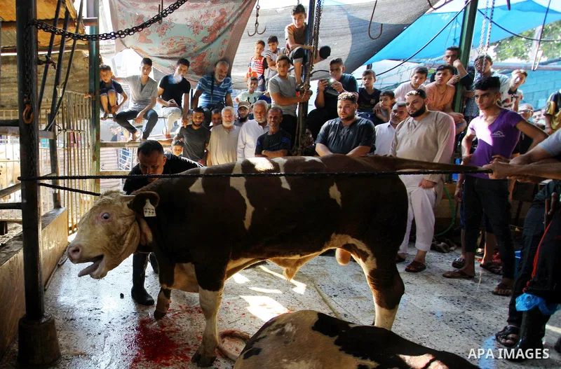 Palestinian Muslims sacrifice livestock as part of the commemoration for the first day of Eid al-Adha or feast of the sacrifice, in Gaza city on August 21, 2018. Muslims around the world are celebrating Eid al-Adha, the...