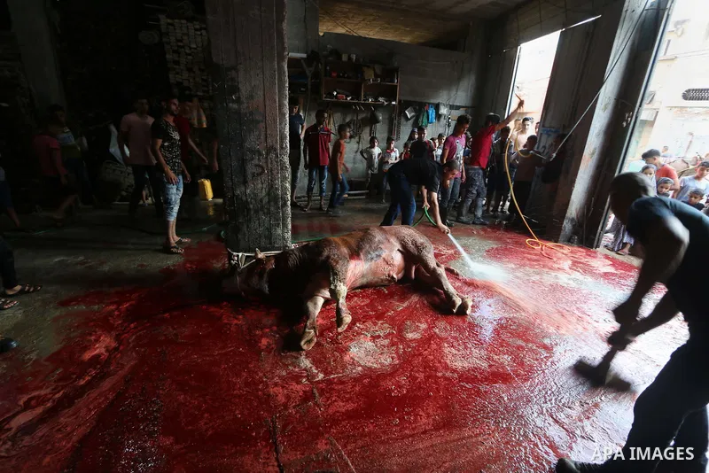 Palestinian Muslims sacrifice livestock as part of the commemoration for the first day of Eid al-Adha or feast of the sacrifice, in al-Bureij refugee camp in the center of Gaza Strip, on August 21, 2018. Muslims around t...