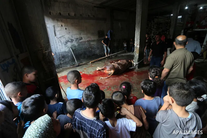 Palestinian Muslims sacrifice livestock as part of the commemoration for the first day of Eid al-Adha or feast of the sacrifice, in al-Bureij refugee camp in the center of Gaza Strip, on August 21, 2018. Muslims around t...