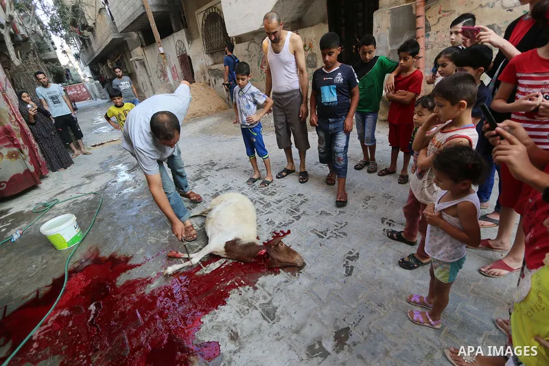 Palestinian Muslims sacrifice livestock as part of the commemoration for the first day of Eid al-Adha or feast of the sacrifice, in al-Bureij refugee camp in the center of Gaza Strip, on August 21, 2018. Muslims around t...