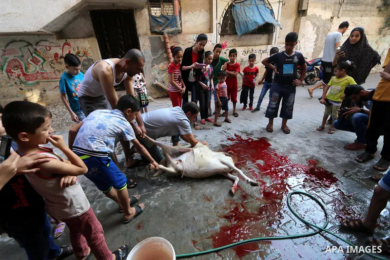 Palestinian Muslims sacrifice livestock as part of the commemoration for the first day of Eid al-Adha or feast of the sacrifice, in al-Bureij refugee camp in the center of Gaza Strip, on August 21, 2018. Muslims around t...