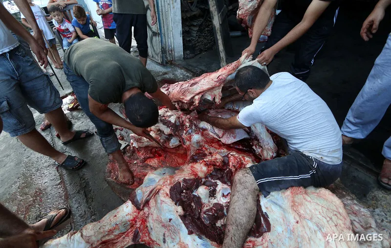 Palestinian Muslims sacrifice livestock as part of the commemoration for the first day of Eid al-Adha or feast of the sacrifice, in al-Bureij refugee camp in the center of Gaza Strip, on August 21, 2018. Muslims around t...
