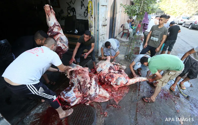 Palestinian Muslims sacrifice livestock as part of the commemoration for the first day of Eid al-Adha or feast of the sacrifice, in al-Bureij refugee camp in the center of Gaza Strip, on August 21, 2018. Muslims around t...