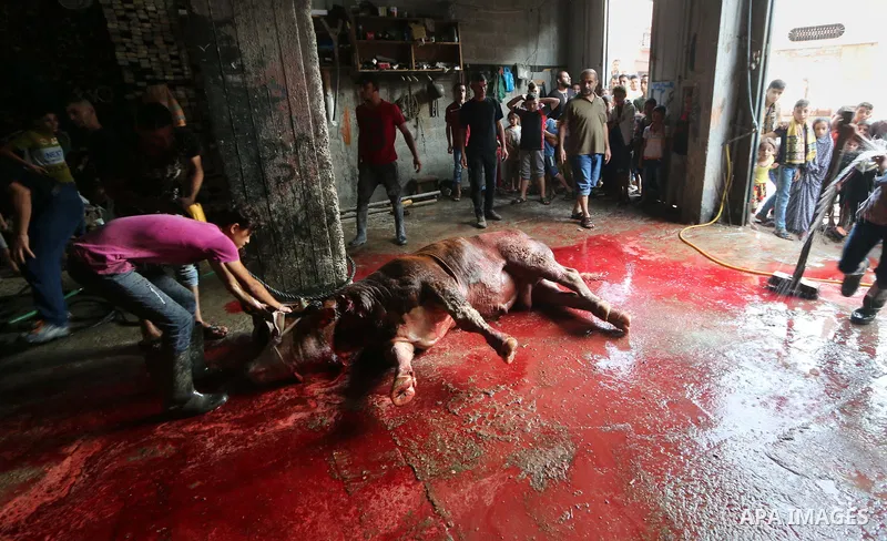 Palestinian Muslims sacrifice livestock as part of the commemoration for the first day of Eid al-Adha or feast of the sacrifice, in al-Bureij refugee camp in the center of Gaza Strip, on August 21, 2018. Muslims around t...