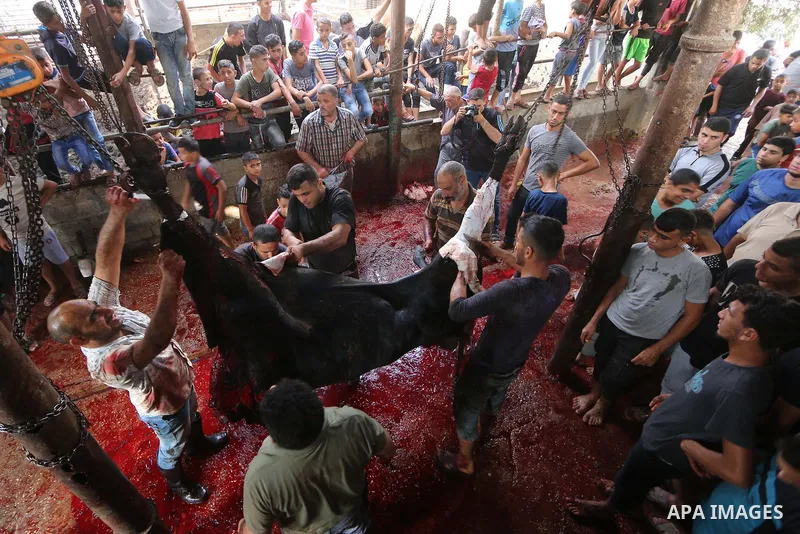 Palestinian Muslims sacrifice livestock as part of the commemoration for the first day of Eid al-Adha or feast of the sacrifice, in al-Bureij refugee camp in the center of Gaza Strip, on August 21, 2018. Muslims around t...