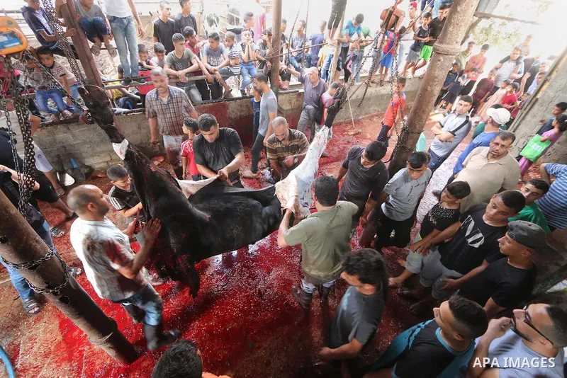 Palestinian Muslims sacrifice livestock as part of the commemoration for the first day of Eid al-Adha or feast of the sacrifice, in al-Bureij refugee camp in the center of Gaza Strip, on August 21, 2018. Muslims around t...