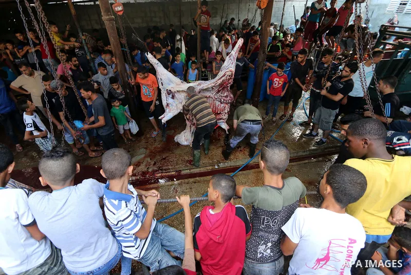 Palestinian Muslims sacrifice livestock as part of the commemoration for the first day of Eid al-Adha or feast of the sacrifice, in al-Bureij refugee camp in the center of Gaza Strip, on August 21, 2018. Muslims around t...