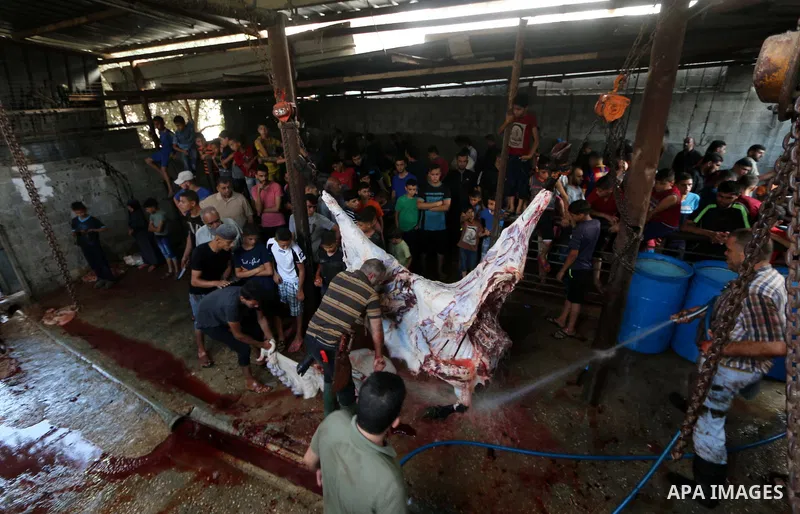 Palestinian Muslims sacrifice livestock as part of the commemoration for the first day of Eid al-Adha or feast of the sacrifice, in al-Bureij refugee camp in the center of Gaza Strip, on August 21, 2018. Muslims around t...