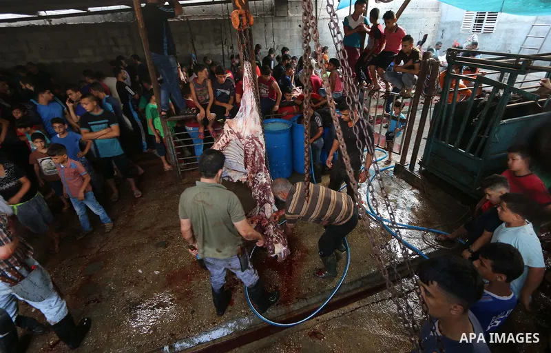 Palestinian Muslims sacrifice livestock as part of the commemoration for the first day of Eid al-Adha or feast of the sacrifice, in al-Bureij refugee camp in the center of Gaza Strip, on August 21, 2018. Muslims around t...