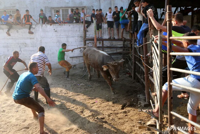 Palestinian Muslims sacrifice livestock as part of the commemoration for the first day of Eid al-Adha or feast of the sacrifice, in al-Bureij refugee camp in the center of Gaza Strip, on August 21, 2018. Muslims around t...