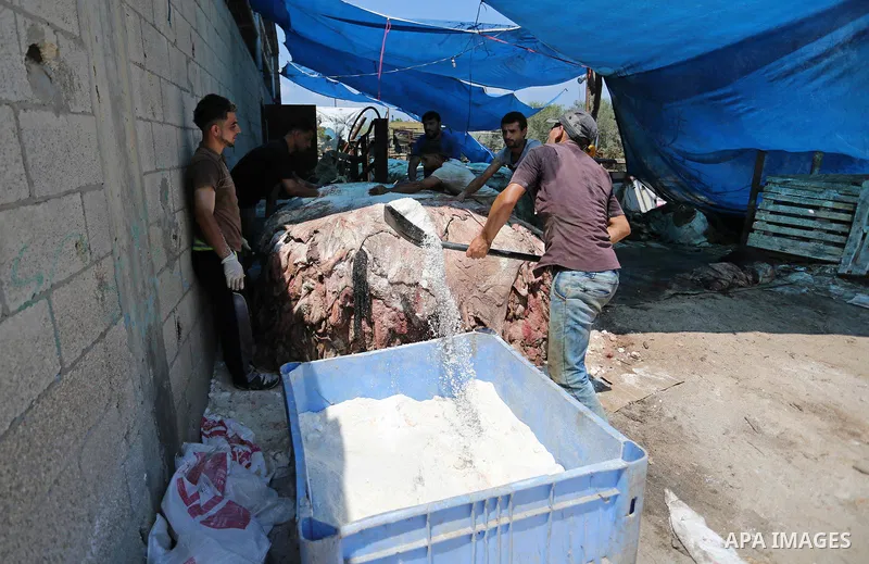 Palestinian workers prepare animal hides to be used for making leather on the second day of Eid al-Adha or the feast of sacrifice, at a tannery in Gaza city on August 22, 2018. Muslims around the world are celebrating Ei...
