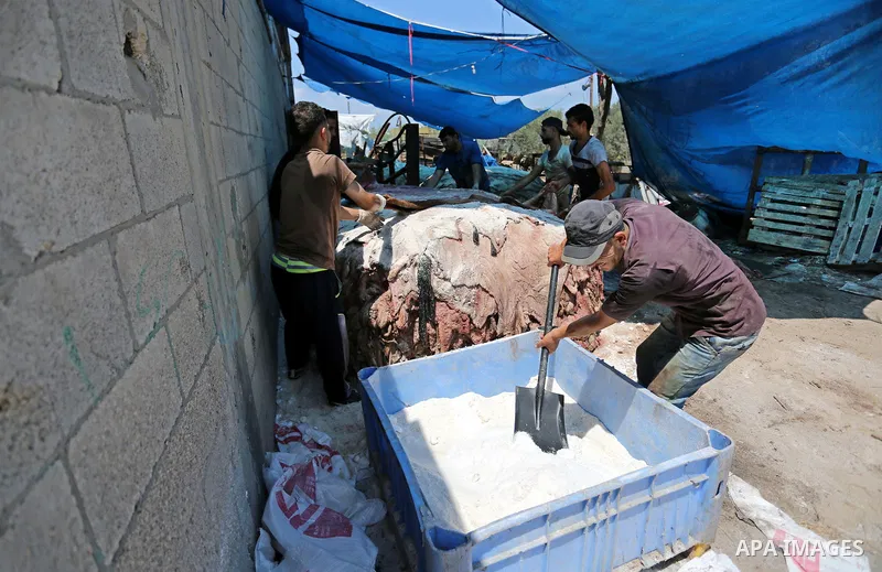 Palestinian workers prepare animal hides to be used for making leather on the second day of Eid al-Adha or the feast of sacrifice, at a tannery in Gaza city on August 22, 2018. Muslims around the world are celebrating Ei...