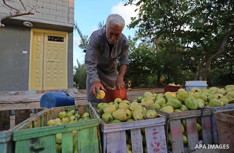 A Palestinian man collects a fruit from guava at the start of the annual harvest season, in Khan Yunis in the southern of Gaza Strip on August 30, 2018. Photo by Ashraf Amra