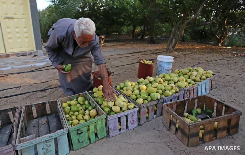 A Palestinian man collects a fruit from guava at the start of the annual harvest season, in Khan Yunis in the southern of Gaza Strip on August 30, 2018. Photo by Ashraf Amra