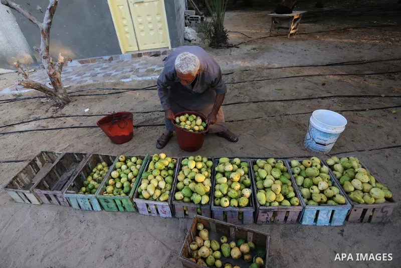 A Palestinian man collects a fruit from guava at the start of the annual harvest season, in Khan Yunis in the southern of Gaza Strip on August 30, 2018. Photo by Ashraf Amra