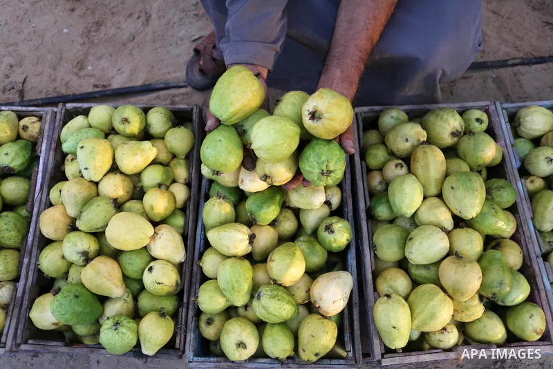A Palestinian man collects a fruit from guava at the start of the annual harvest season, in Khan Yunis in the southern of Gaza Strip on August 30, 2018. Photo by Ashraf Amra
