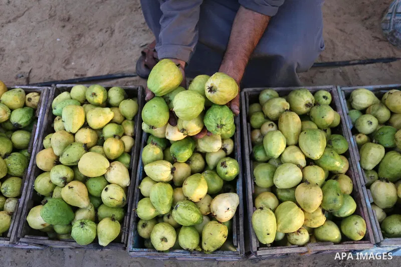 A Palestinian man collects a fruit from guava at the start of the annual harvest season, in Khan Yunis in the southern of Gaza Strip on August 30, 2018. Photo by Ashraf Amra