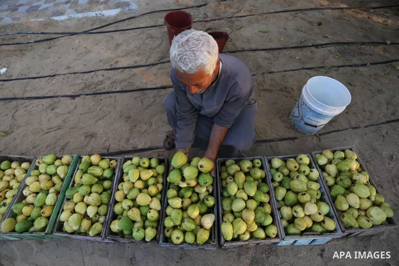A Palestinian man collects a fruit from guava at the start of the annual harvest season, in Khan Yunis in the southern of Gaza Strip on August 30, 2018. Photo by Ashraf Amra