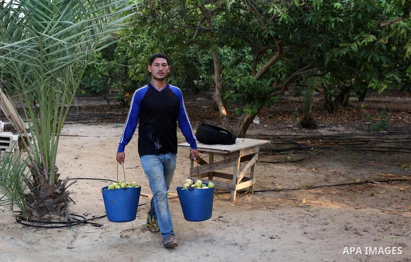 A Palestinian man collects a fruit from guava at the start of the annual harvest season, in Khan Yunis in the southern of Gaza Strip on August 30, 2018. Photo by Ashraf Amra