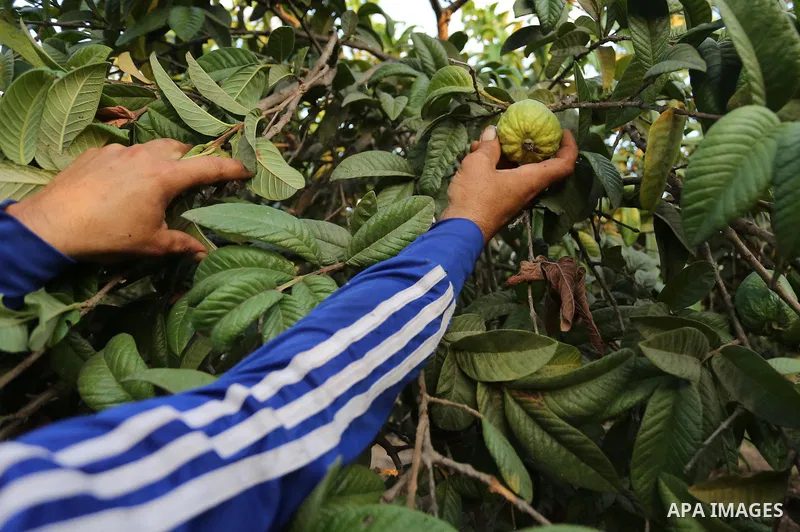 A Palestinian man collects a fruit from guava at the start of the annual harvest season, in Khan Yunis in the southern of Gaza Strip on August 30, 2018. Photo by Ashraf Amra