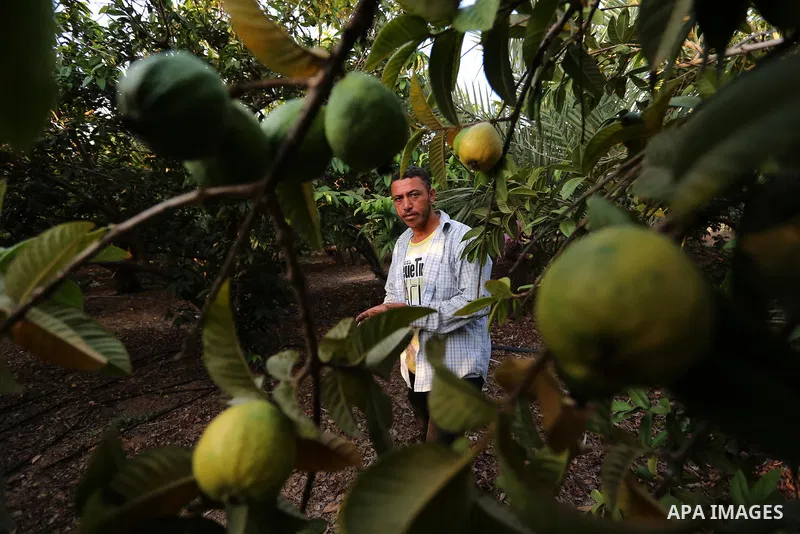 A Palestinian man collects a fruit from guava at the start of the annual harvest season, in Khan Yunis in the southern of Gaza Strip on August 30, 2018. Photo by Ashraf Amra