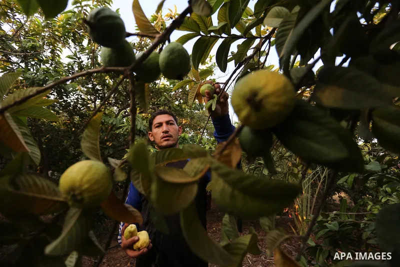 A Palestinian man collects a fruit from guava at the start of the annual harvest season, in Khan Yunis in the southern of Gaza Strip on August 30, 2018. Photo by Ashraf Amra