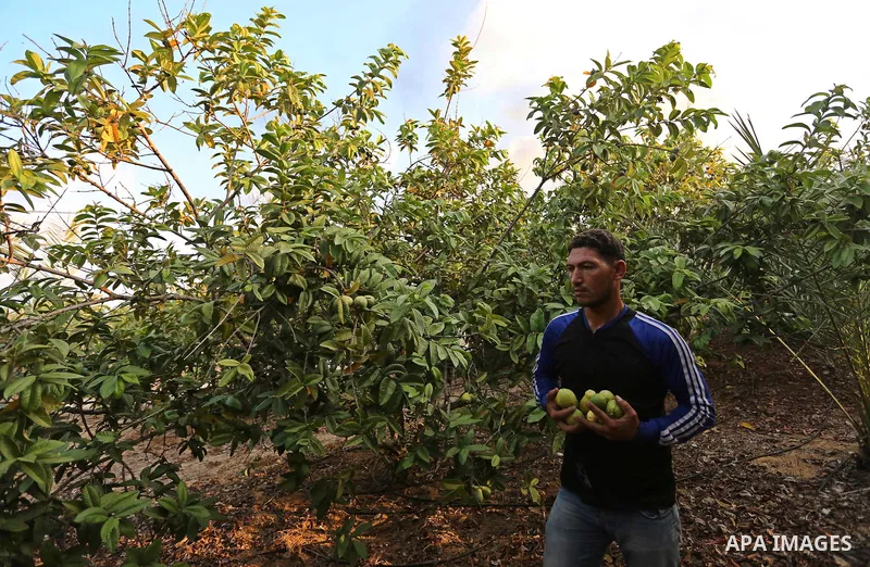 A Palestinian man collects a fruit from guava at the start of the annual harvest season, in Khan Yunis in the southern of Gaza Strip on August 30, 2018. Photo by Ashraf Amra