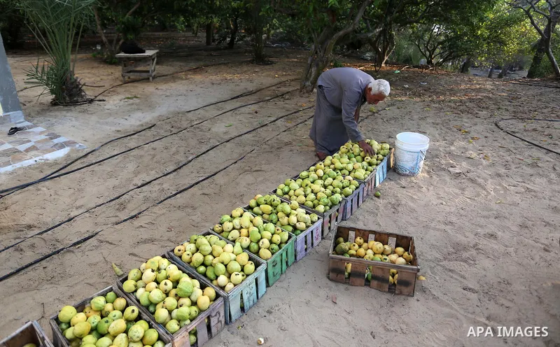 A Palestinian man collects a fruit from guava at the start of the annual harvest season, in Khan Yunis in the southern of Gaza Strip on August 30, 2018. Photo by Ashraf Amra