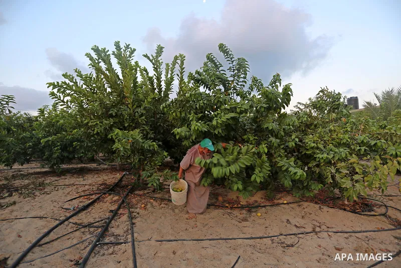 A Palestinian man collects a fruit from guava at the start of the annual harvest season, in Khan Yunis in the southern of Gaza Strip on August 30, 2018. Photo by Ashraf Amra