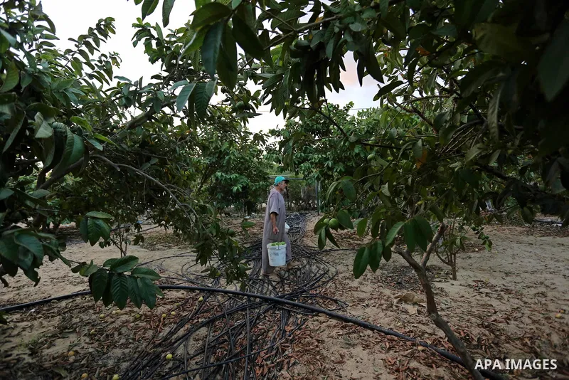 A Palestinian man collects a fruit from guava at the start of the annual harvest season, in Khan Yunis in the southern of Gaza Strip on August 30, 2018. Photo by Ashraf Amra