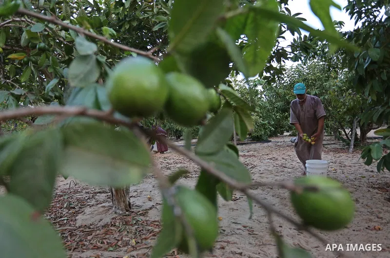 A Palestinian man collects a fruit from guava at the start of the annual harvest season, in Khan Yunis in the southern of Gaza Strip on August 30, 2018. Photo by Ashraf Amra