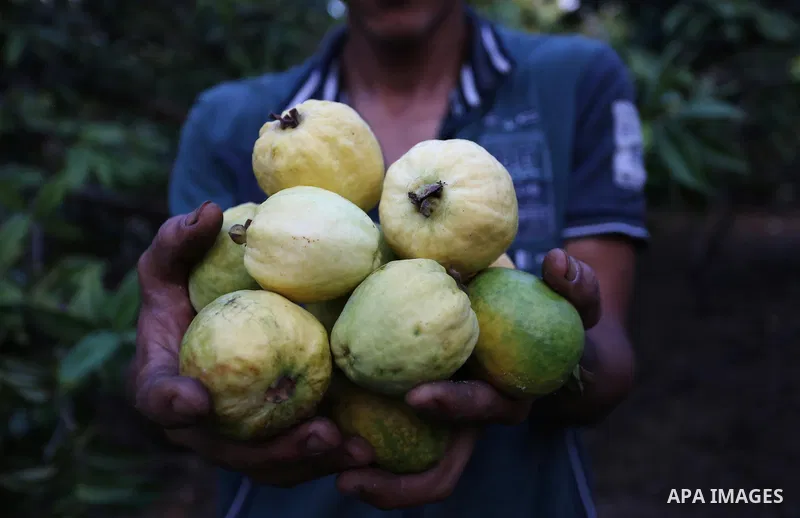 A Palestinian man collects a fruit from guava at the start of the annual harvest season, in Khan Yunis in the southern of Gaza Strip on August 30, 2018. Photo by Ashraf Amra