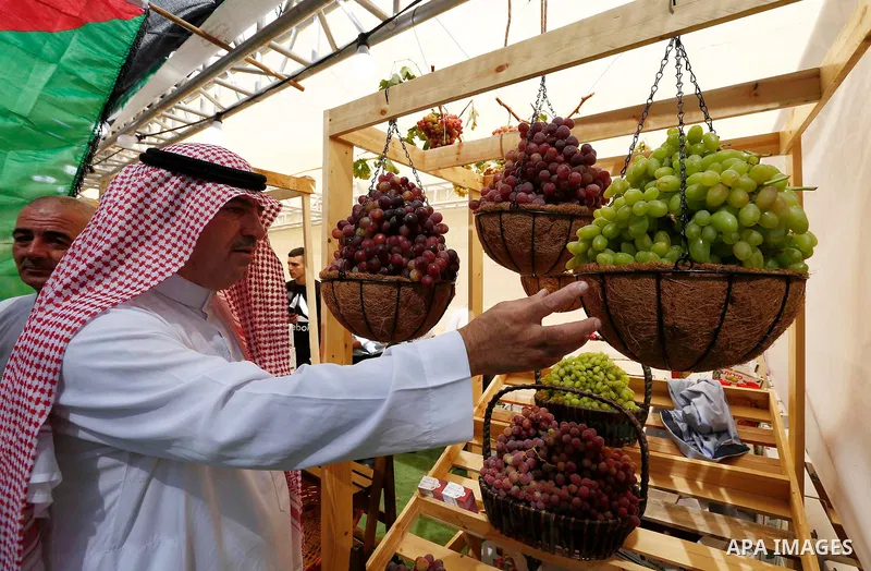 Palestinians display Grapes during the Palestinian grapes festival in Halhoul village, near the West Bank city of Hebron, on September 10, 2018. Hebron is very famous in grape production as it contains many fields of gra...