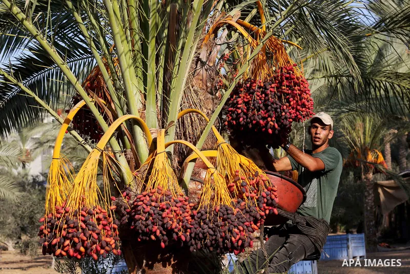 Palestinian farmers harvest dates from a palm tree in Deir al-Balah in the central Gaza Strip on September 23, 2018. Photo by Ashraf Amra