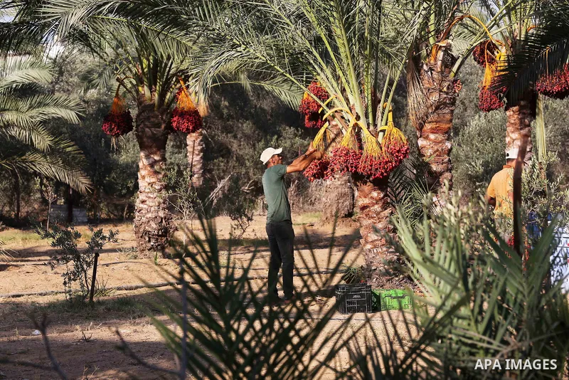 Palestinian farmers harvest dates from a palm tree in Deir al-Balah in the central Gaza Strip on September 23, 2018. Photo by Ashraf Amra
