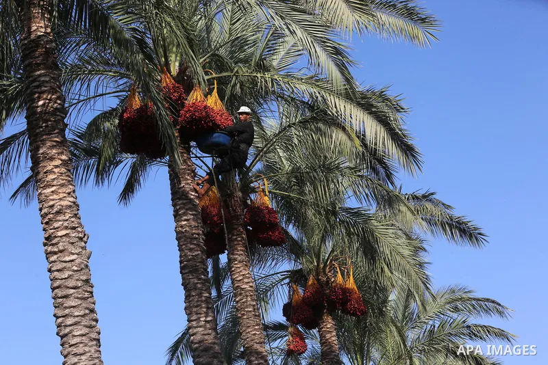 Palestinian farmers harvest dates from a palm tree in Deir al-Balah in the central Gaza Strip on September 23, 2018. Photo by Ashraf Amra