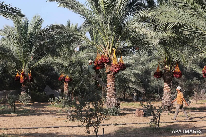 Palestinian farmers harvest dates from a palm tree in Deir al-Balah in the central Gaza Strip on September 23, 2018. Photo by Ashraf Amra