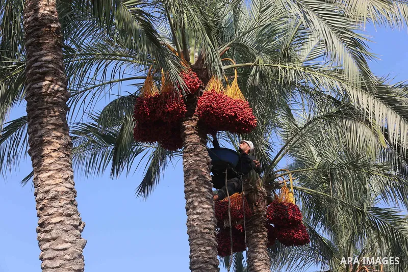 Palestinian farmers harvest dates from a palm tree in Deir al-Balah in the central Gaza Strip on September 23, 2018. Photo by Ashraf Amra