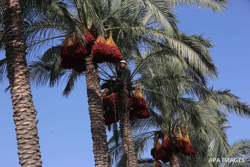 Palestinian farmers harvest dates from a palm tree in Deir al-Balah in the central Gaza Strip on September 23, 2018. Photo by Ashraf Amra