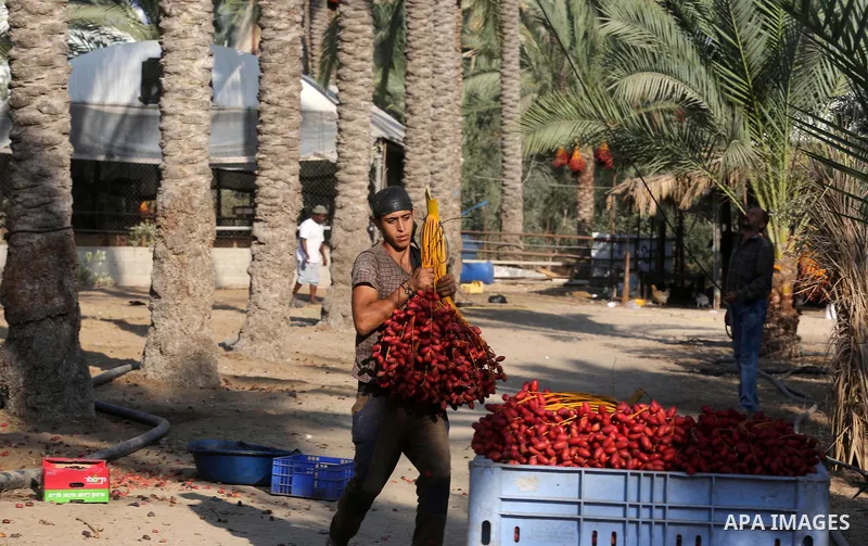 Palestinian farmers harvest dates from a palm tree in Deir al-Balah in the central Gaza Strip on September 23, 2018. Photo by Ashraf Amra
