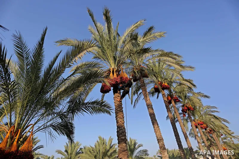 Palestinian farmers harvest dates from a palm tree in Deir al-Balah in the central Gaza Strip on September 23, 2018. Photo by Ashraf Amra