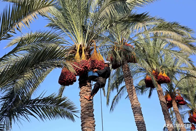 Palestinian farmers harvest dates from a palm tree in Deir al-Balah in the central Gaza Strip on September 23, 2018. Photo by Ashraf Amra