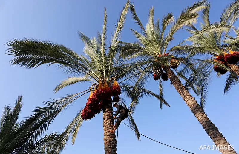 Palestinian farmers harvest dates from a palm tree in Deir al-Balah in the central Gaza Strip on September 23, 2018. Photo by Ashraf Amra