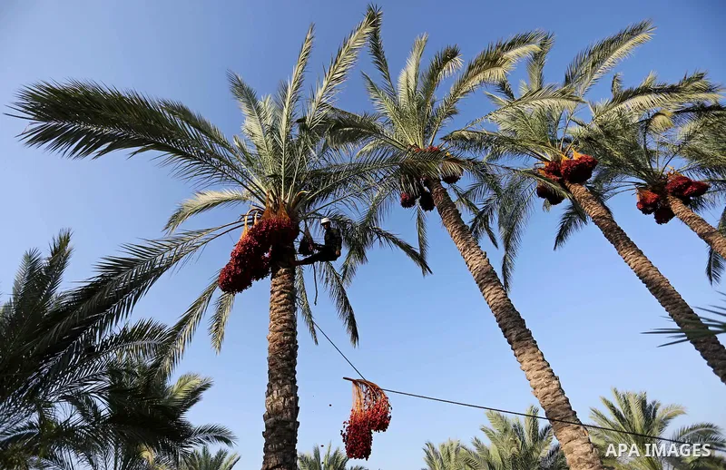 Palestinian farmers harvest dates from a palm tree in Deir al-Balah in the central Gaza Strip on September 23, 2018. Photo by Ashraf Amra