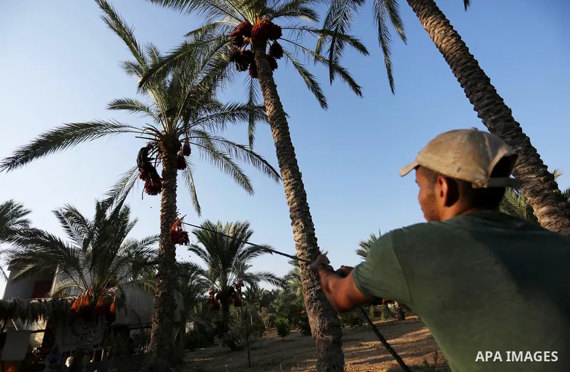 Palestinian farmers harvest dates from a palm tree in Deir al-Balah in the central Gaza Strip on September 23, 2018. Photo by Ashraf Amra